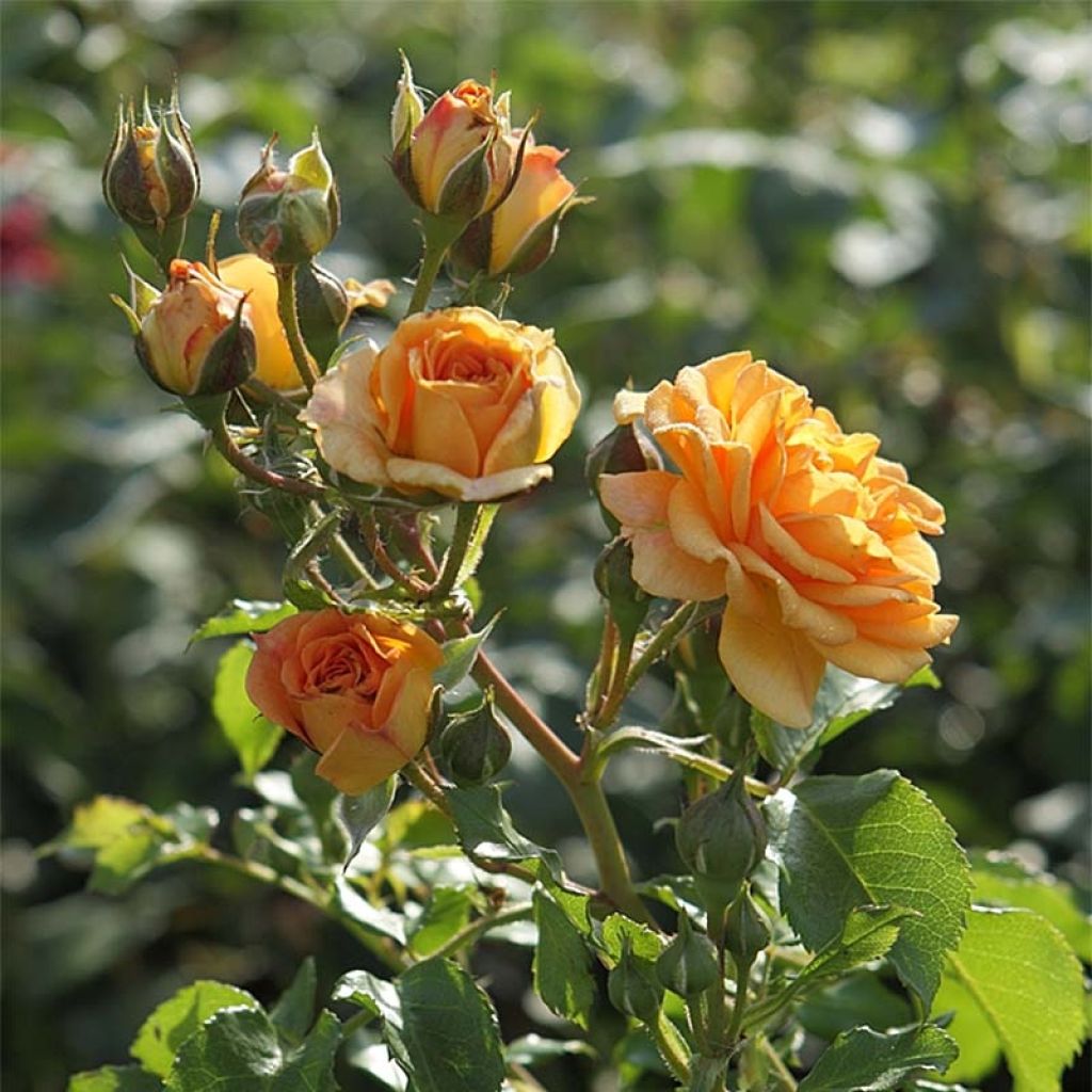 Rosier à fleurs groupées Bentheimer Gold