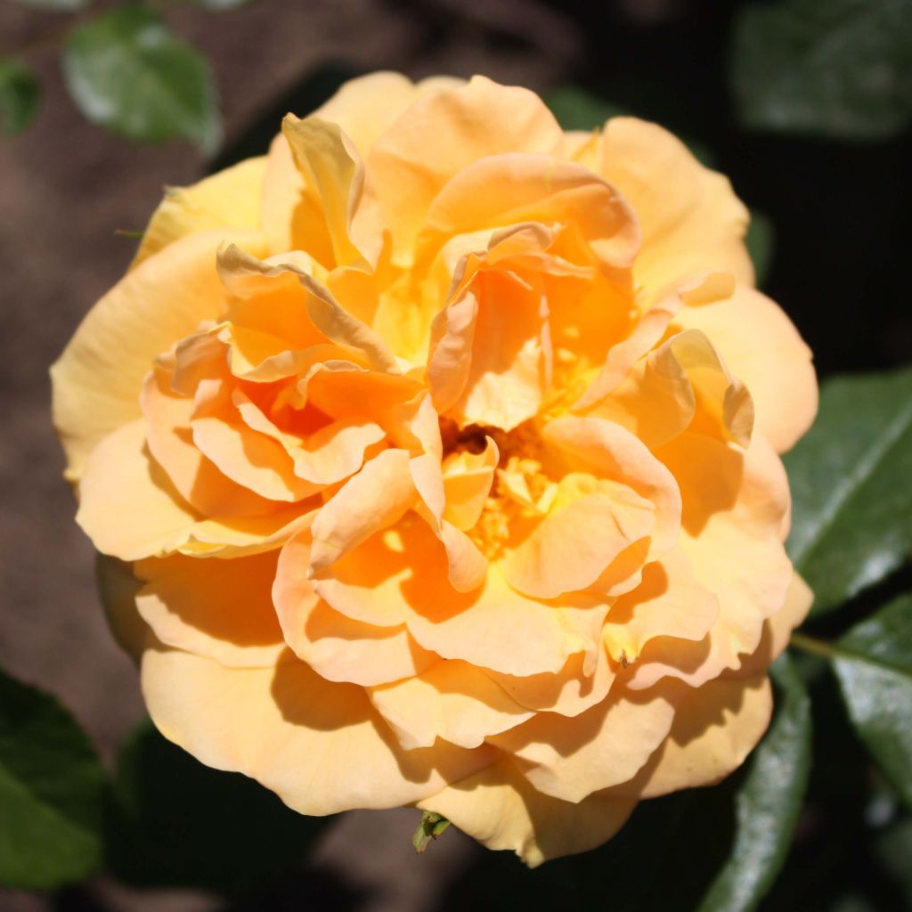 Rosier Bernstein Rose