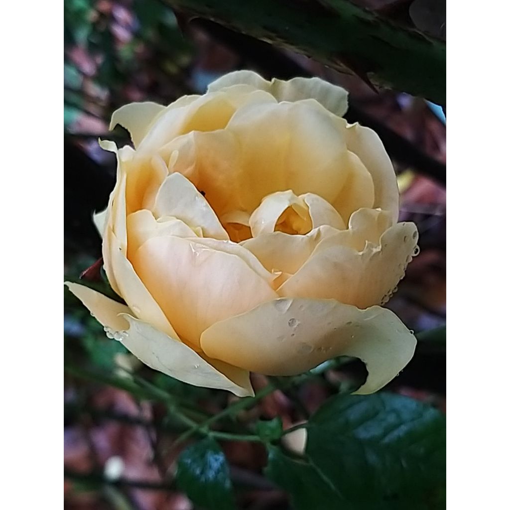 Rosier à fleurs groupées Bernstein Rose