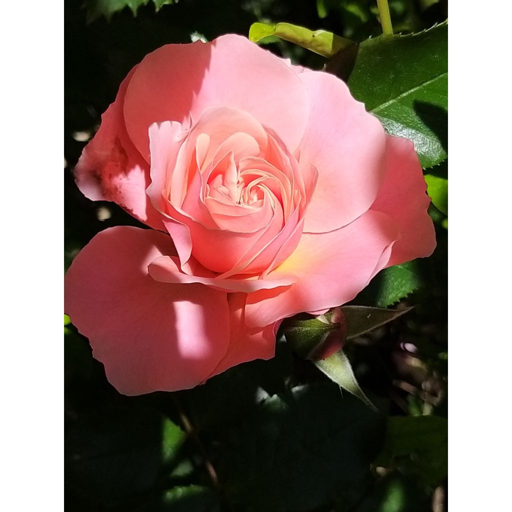 Rosier à fleurs groupées Botticelli