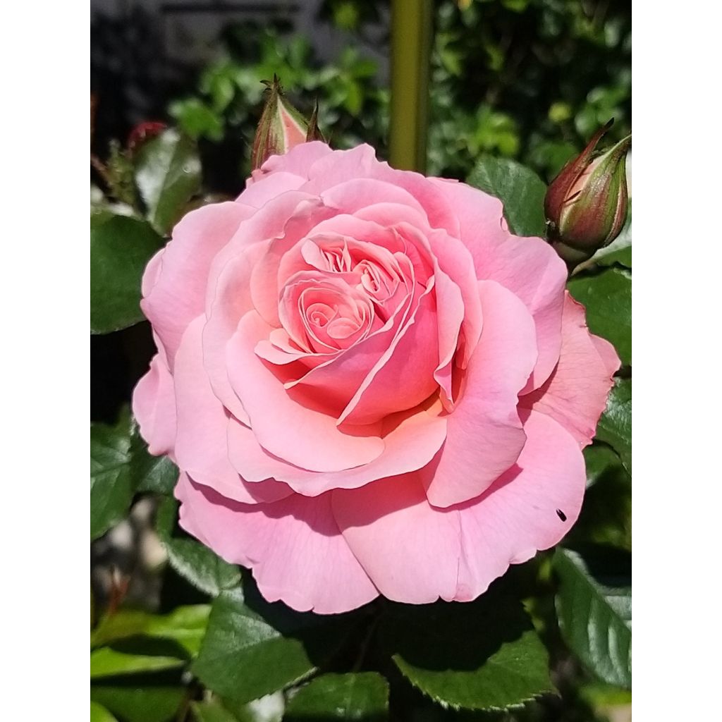 Rosier à fleurs groupées Botticelli