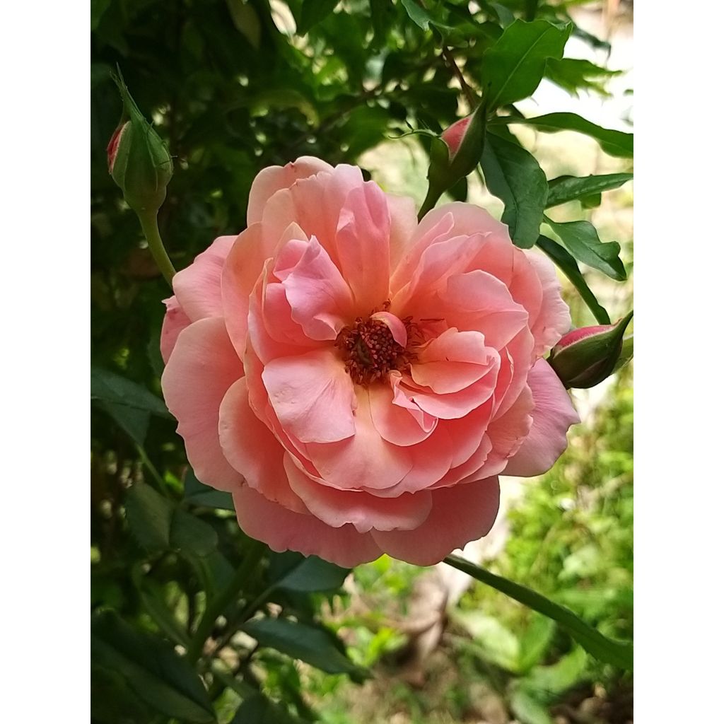 Rosier à fleurs groupées Botticelli