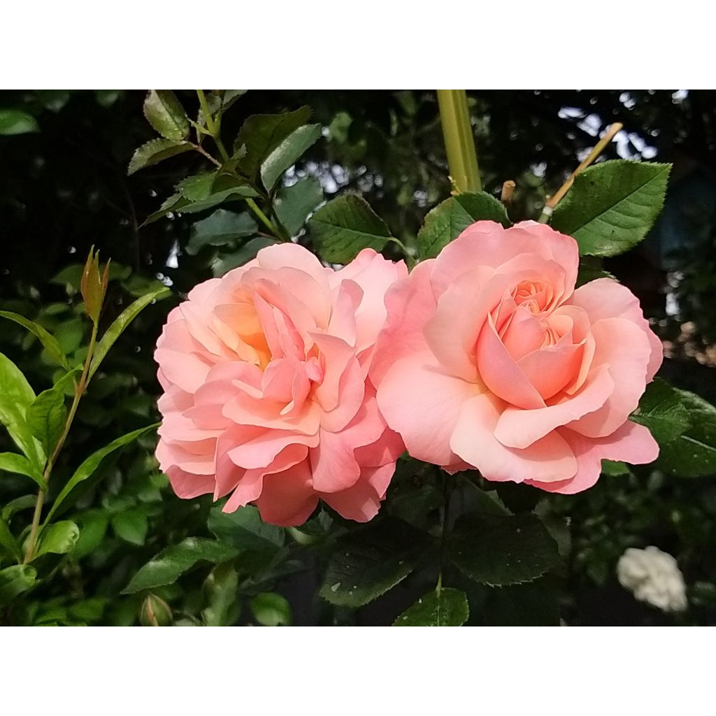 Rosier à fleurs groupées Botticelli