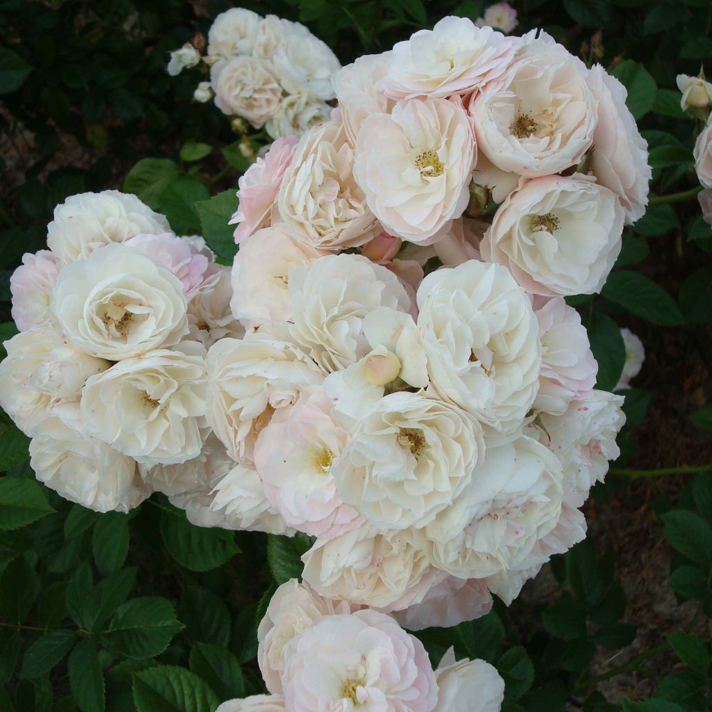 Rosier à fleurs groupées Bouquet Parfait