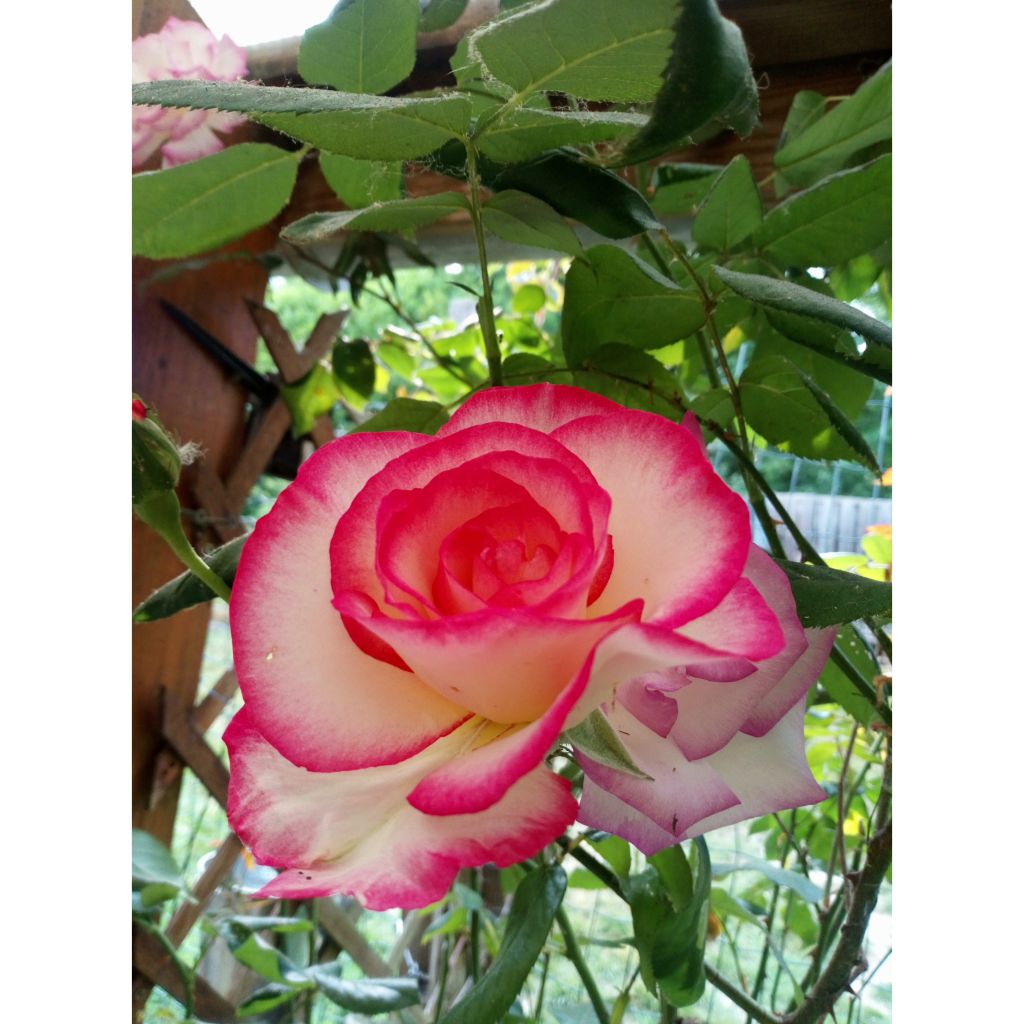 Rosier à fleurs groupées Laminuette