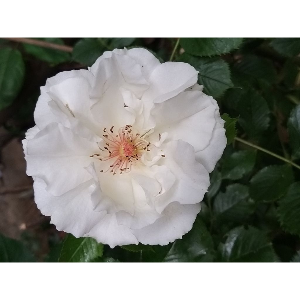 Rosier à fleurs groupées Margaret Merril