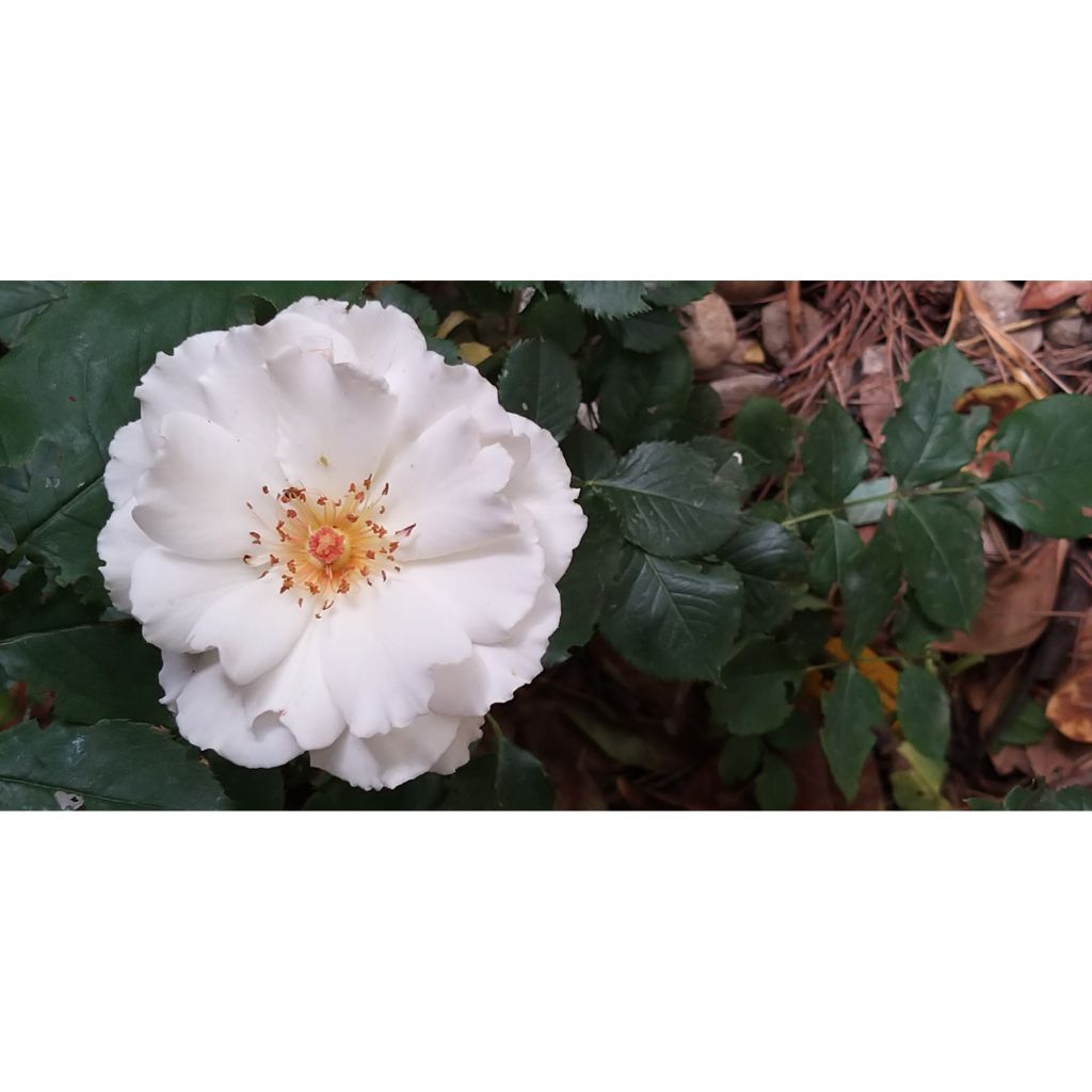 Rosier à fleurs groupées Margaret Merril