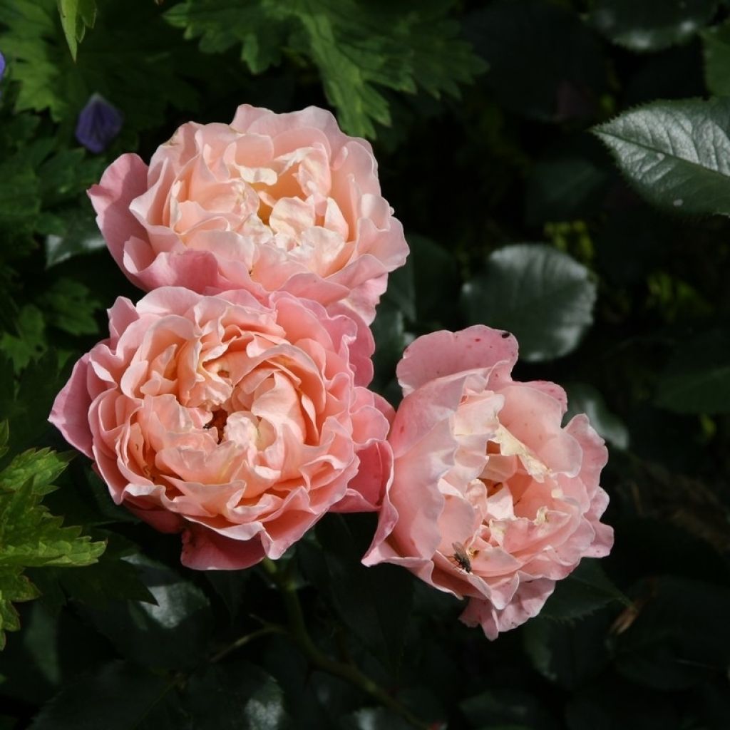 Rosier à fleurs groupées Marie Curie