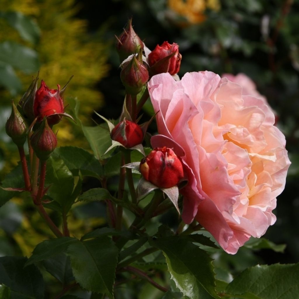 Rosier à fleurs groupées Marie Curie