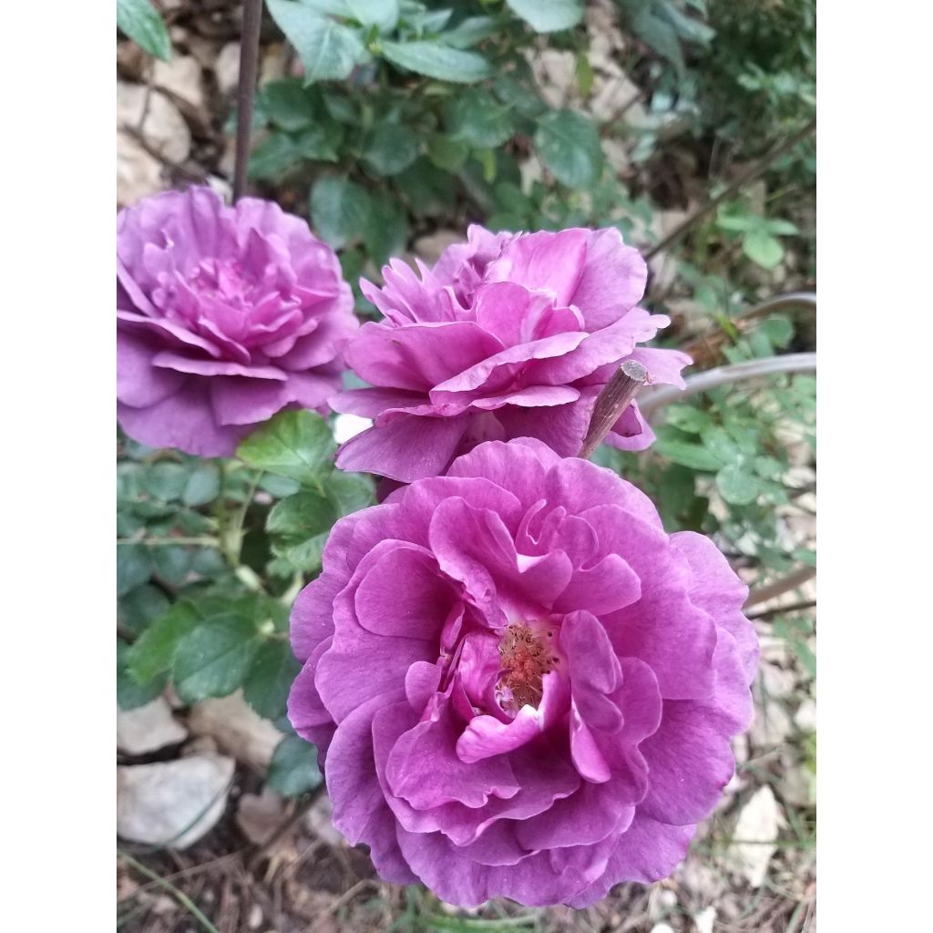 Rosier à fleurs groupées Minerva