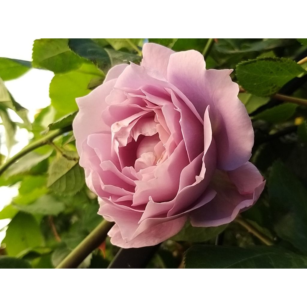 Rosier à fleurs groupées Novalis