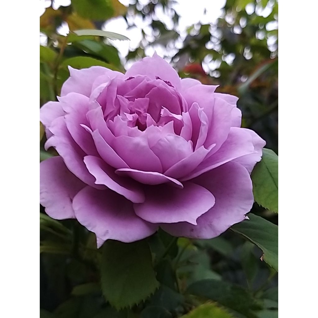 Rosier à fleurs groupées Novalis