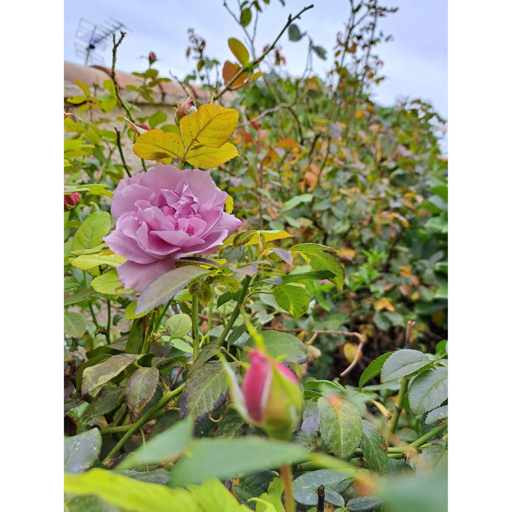 Rosier à fleurs groupées Novalis