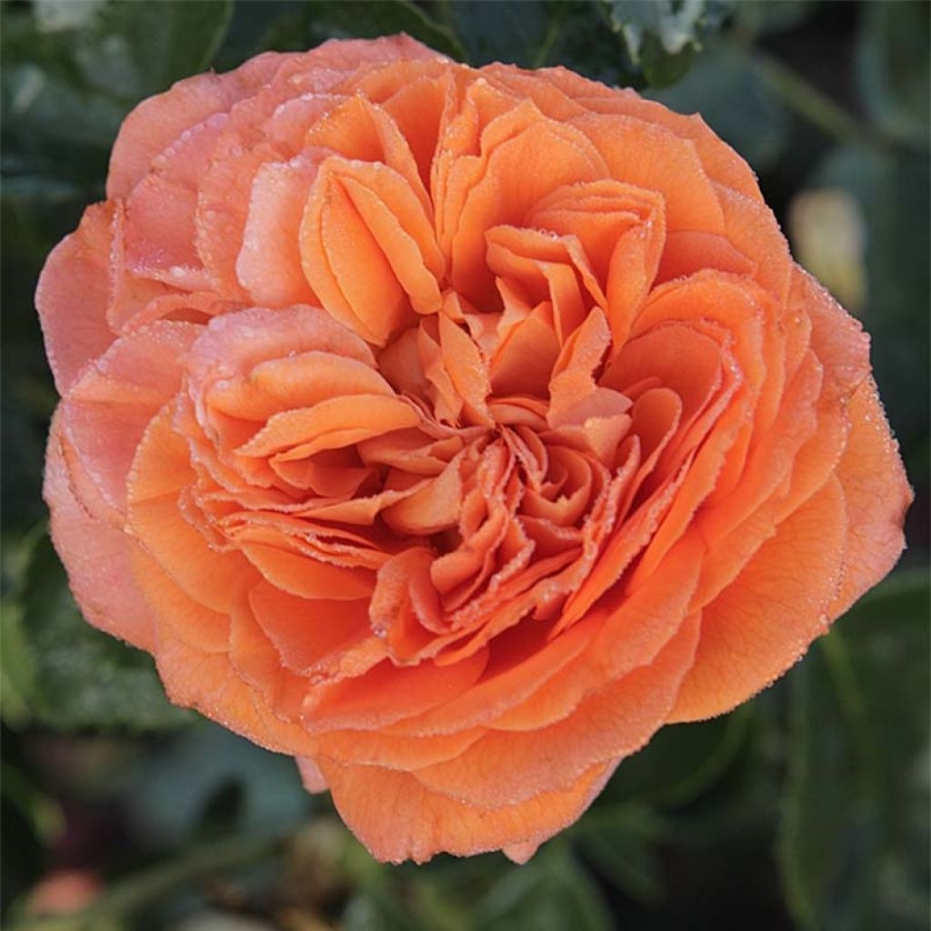 Rosier à fleurs groupées Orangerie