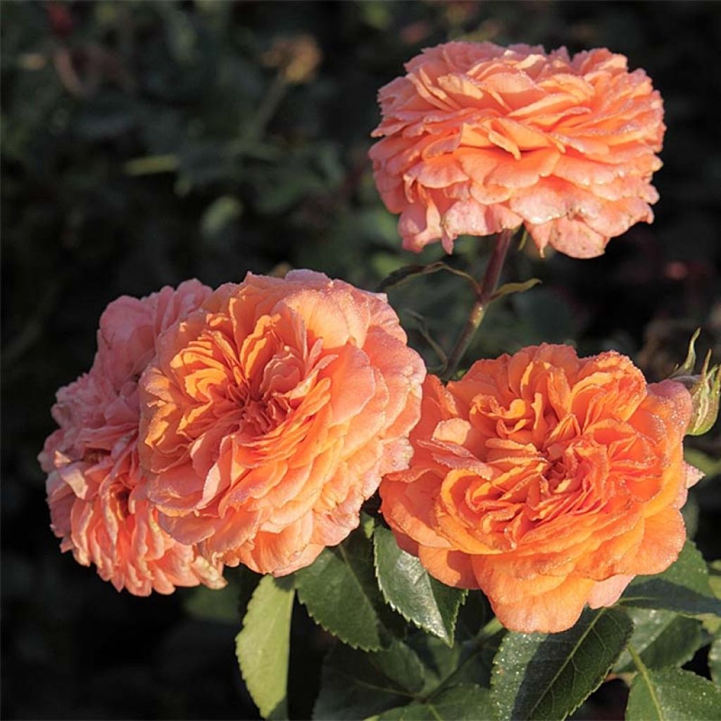 Rosier à fleurs groupées Orangerie