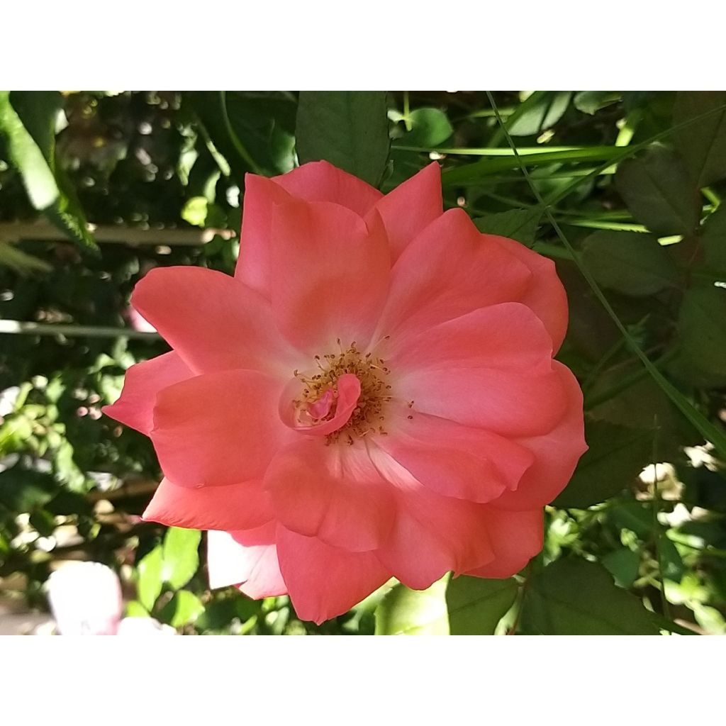 Rosier à fleurs groupées Pernille Poulsen