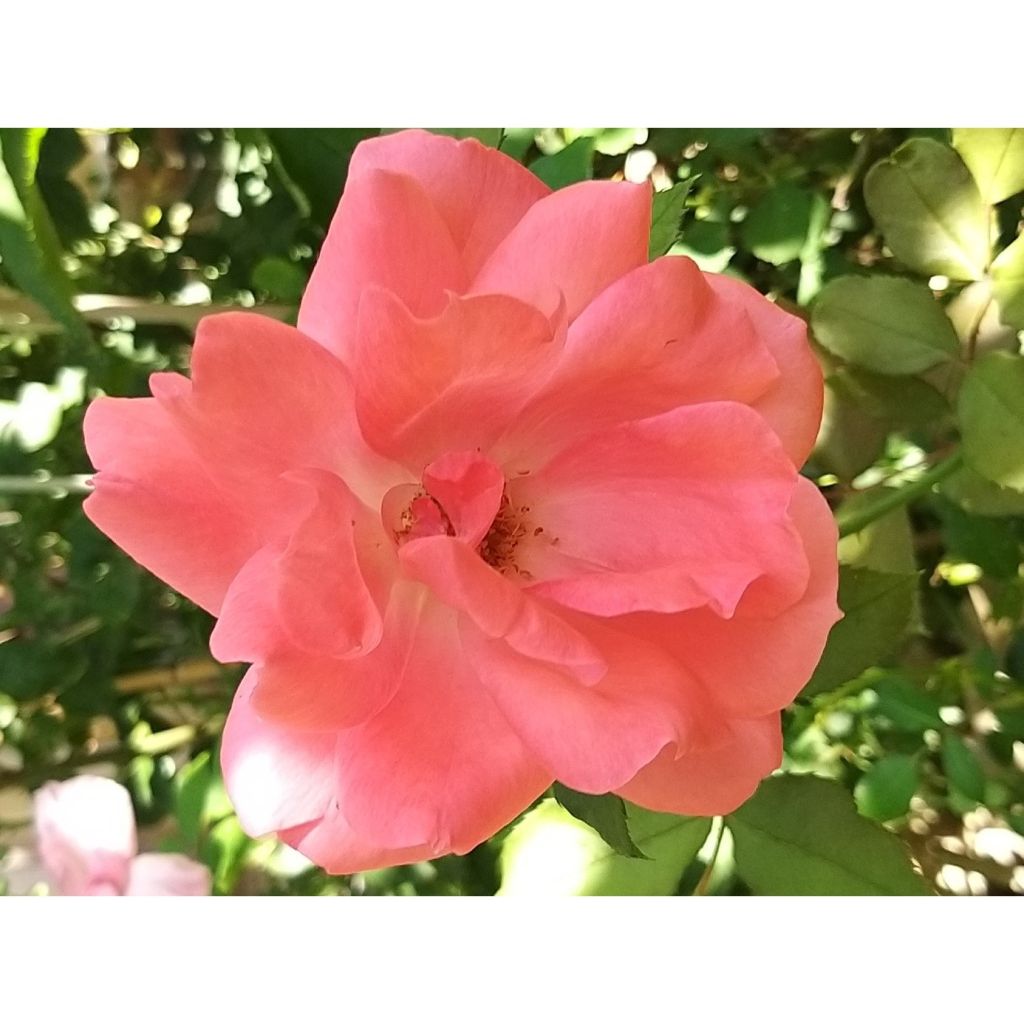 Rosier à fleurs groupées Pernille Poulsen