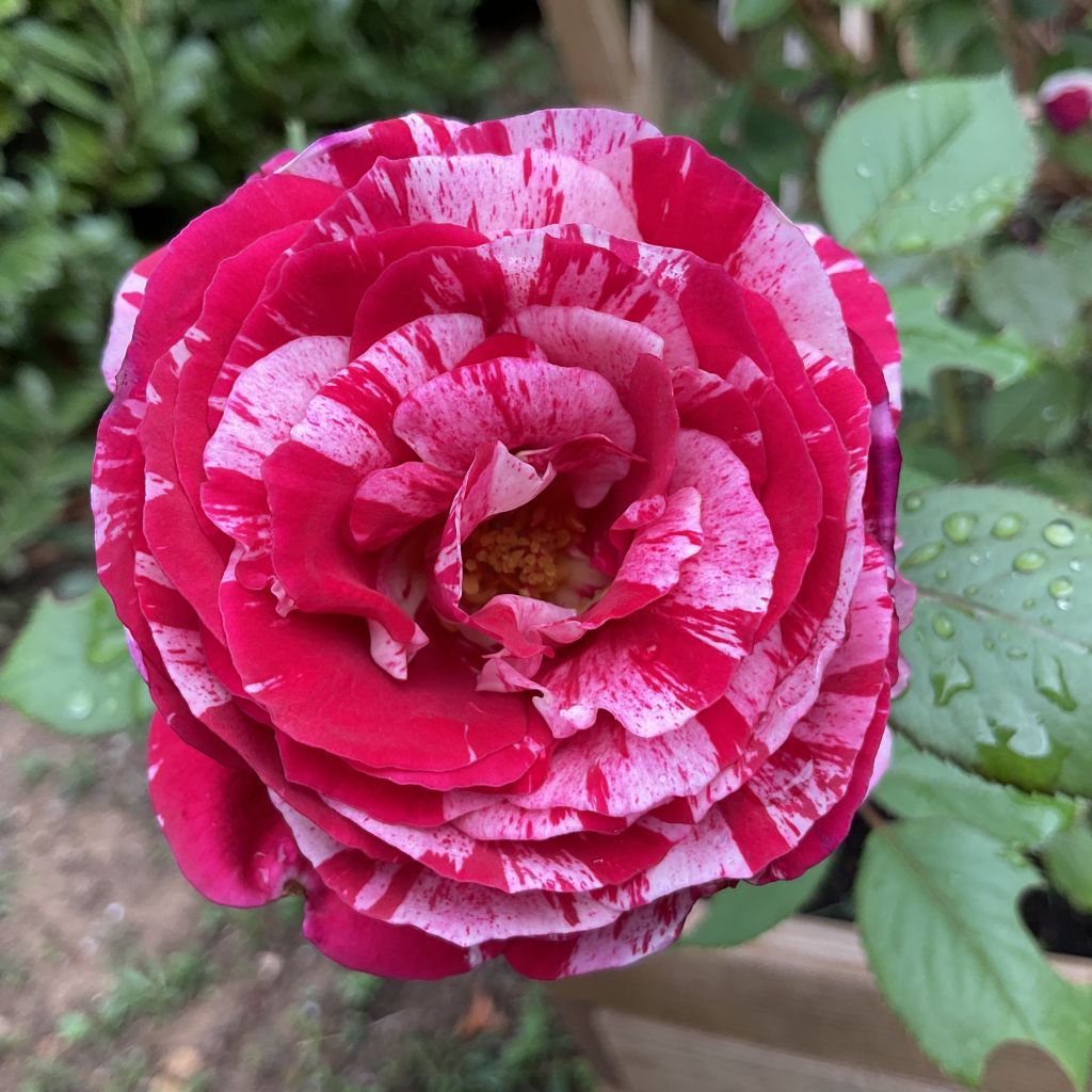 Rosier à fleurs groupées Scentimental