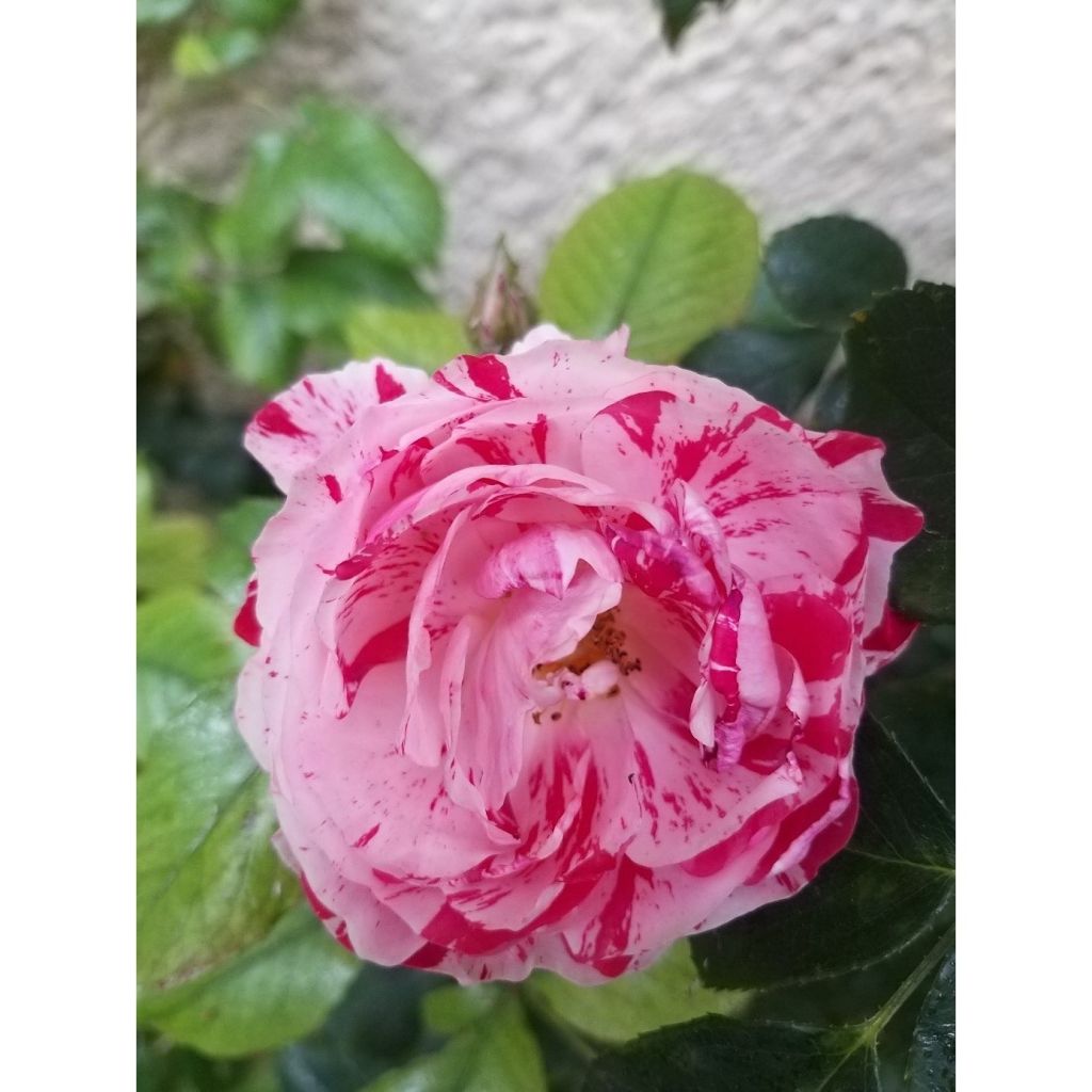 Rosier à fleurs groupées Scentimental