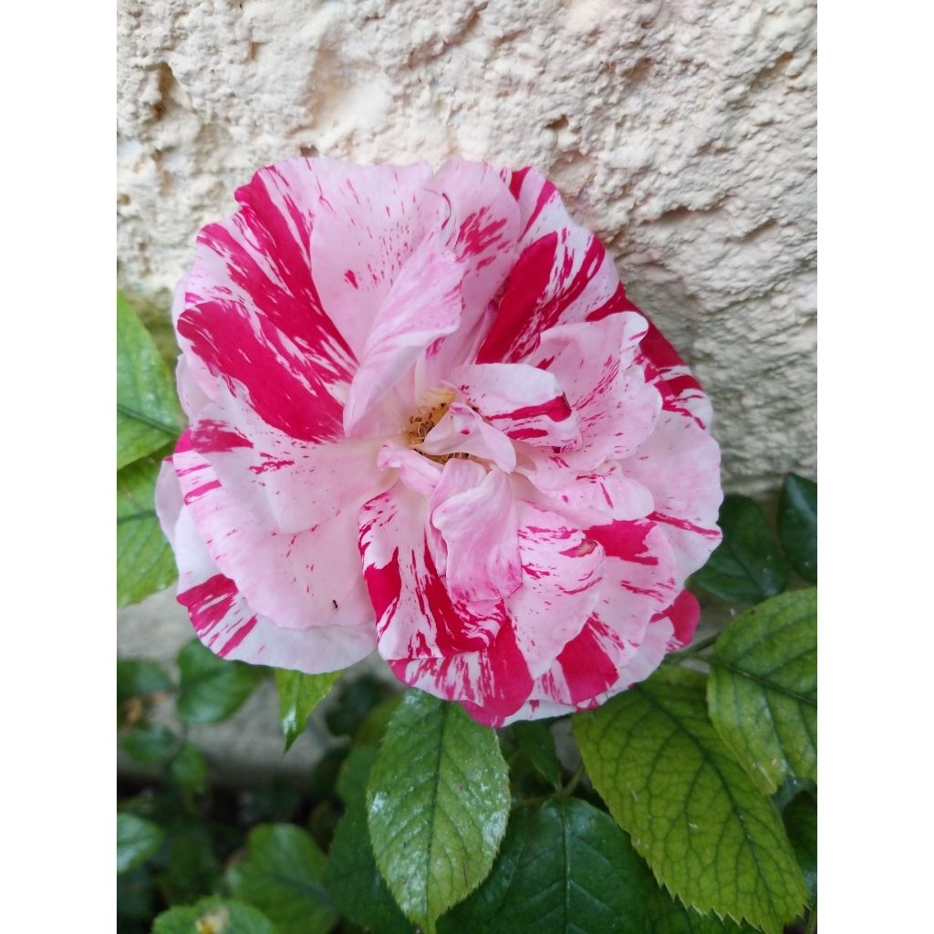 Rosier à fleurs groupées Scentimental