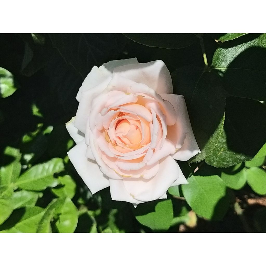 Rosier à grandes fleurs André Le Nôtre