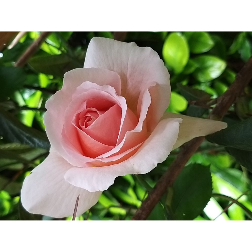 Rosier à grandes fleurs André Le Nôtre