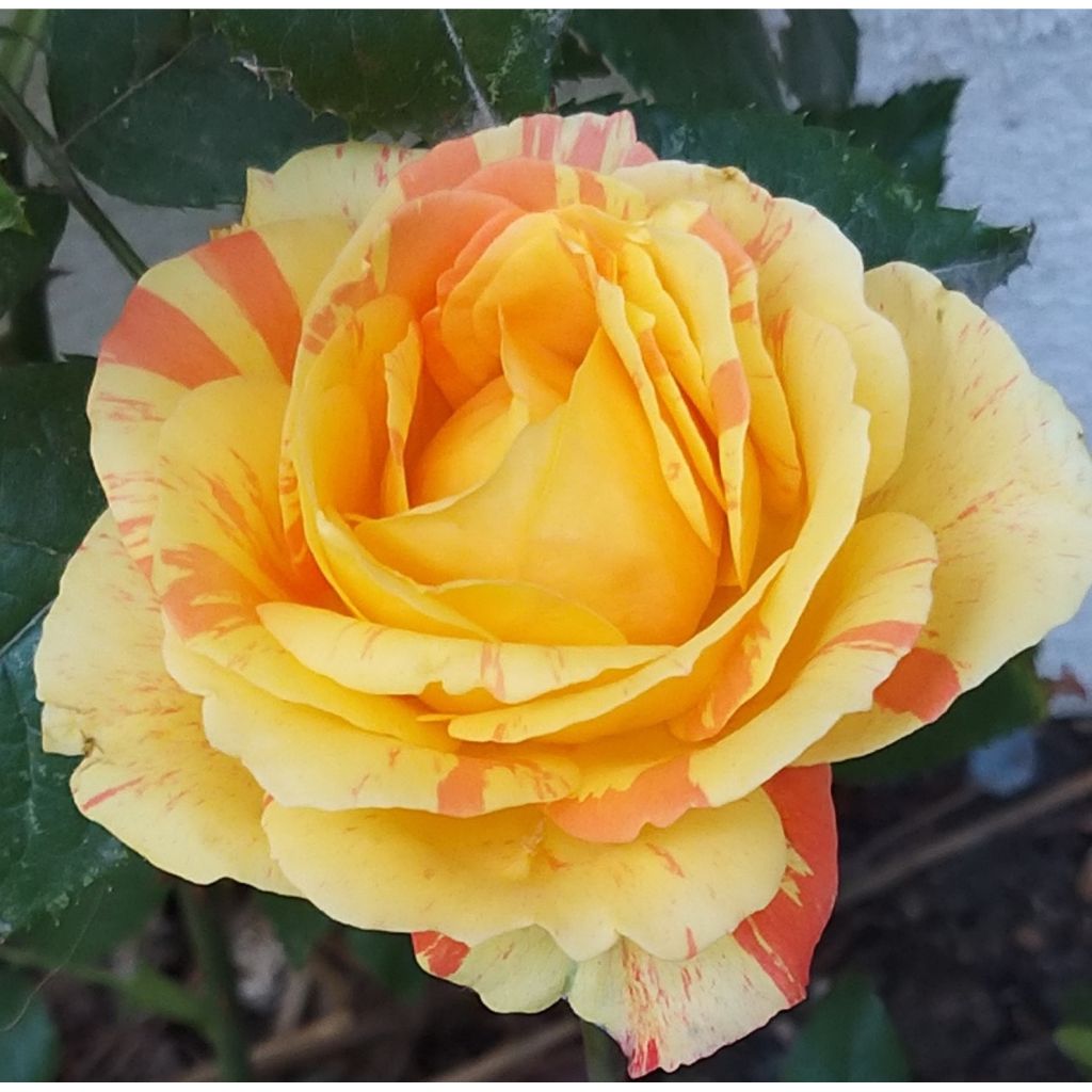 Rosier à grandes fleurs André Willemse