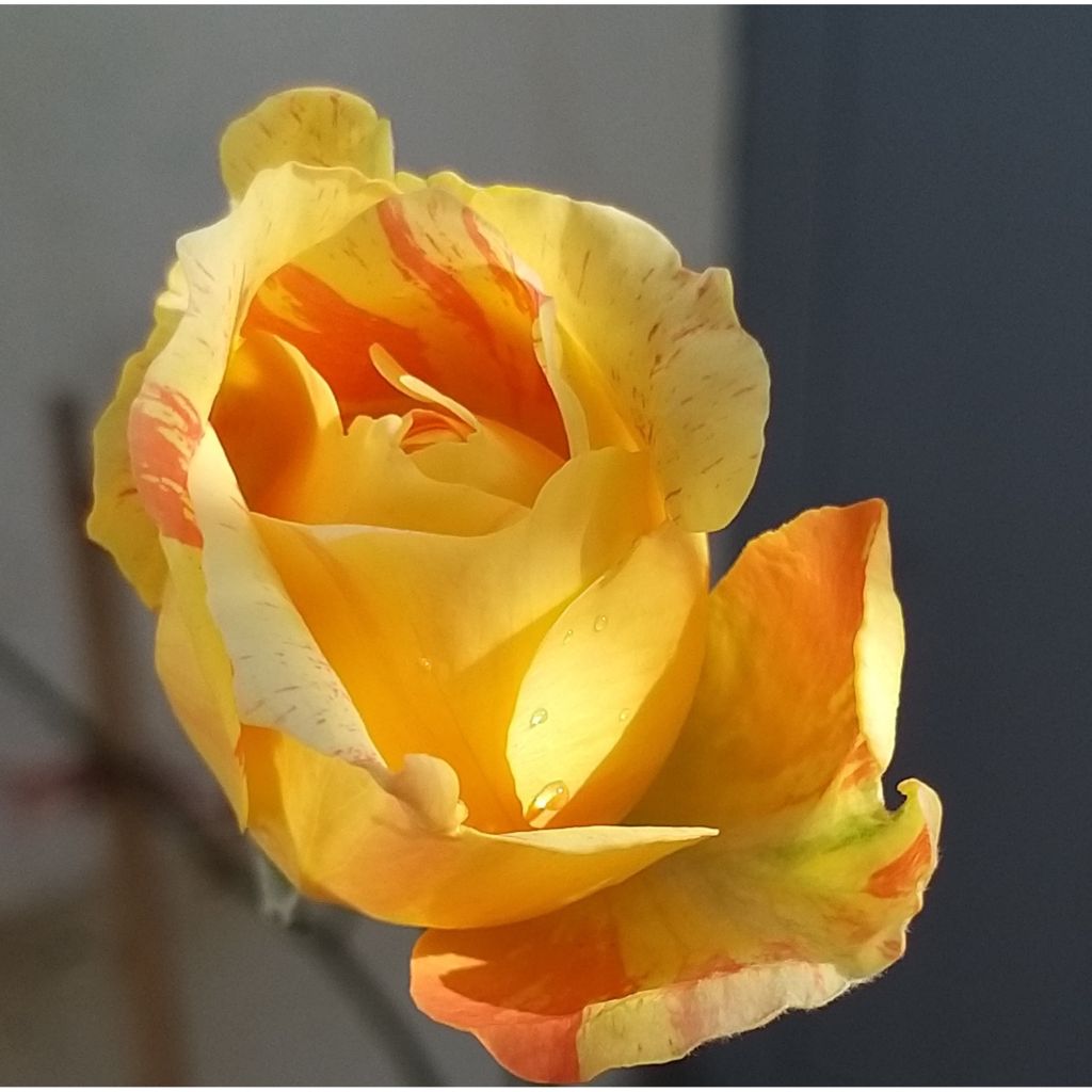 Rosier à grandes fleurs André Willemse