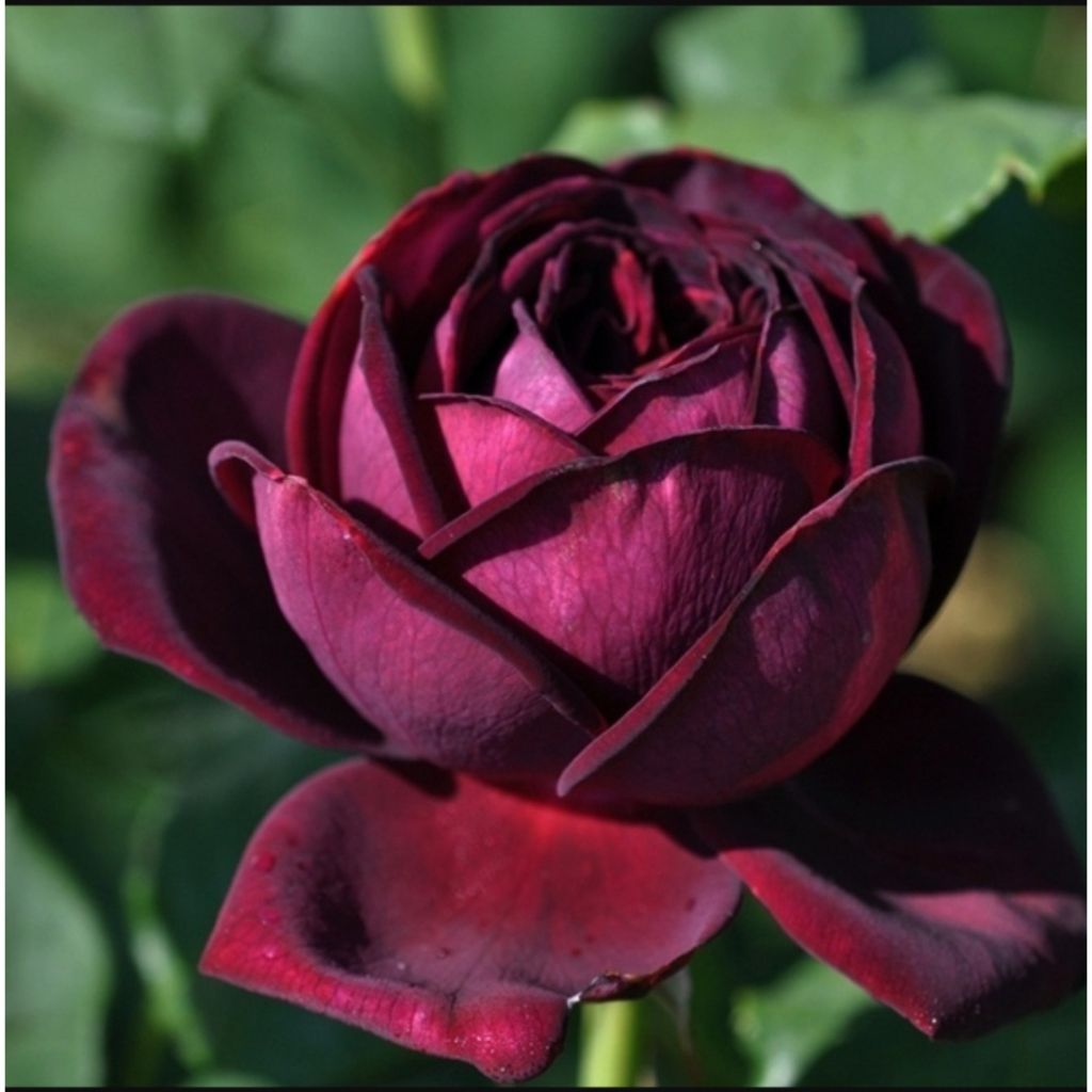 Rosier à grandes fleurs Astrid Gräfin von Hardenberg (Nuit de Chine)