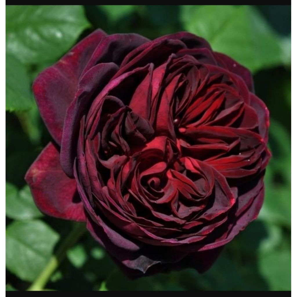 Rosier à grandes fleurs Astrid Gräfin von Hardenberg (Nuit de Chine)