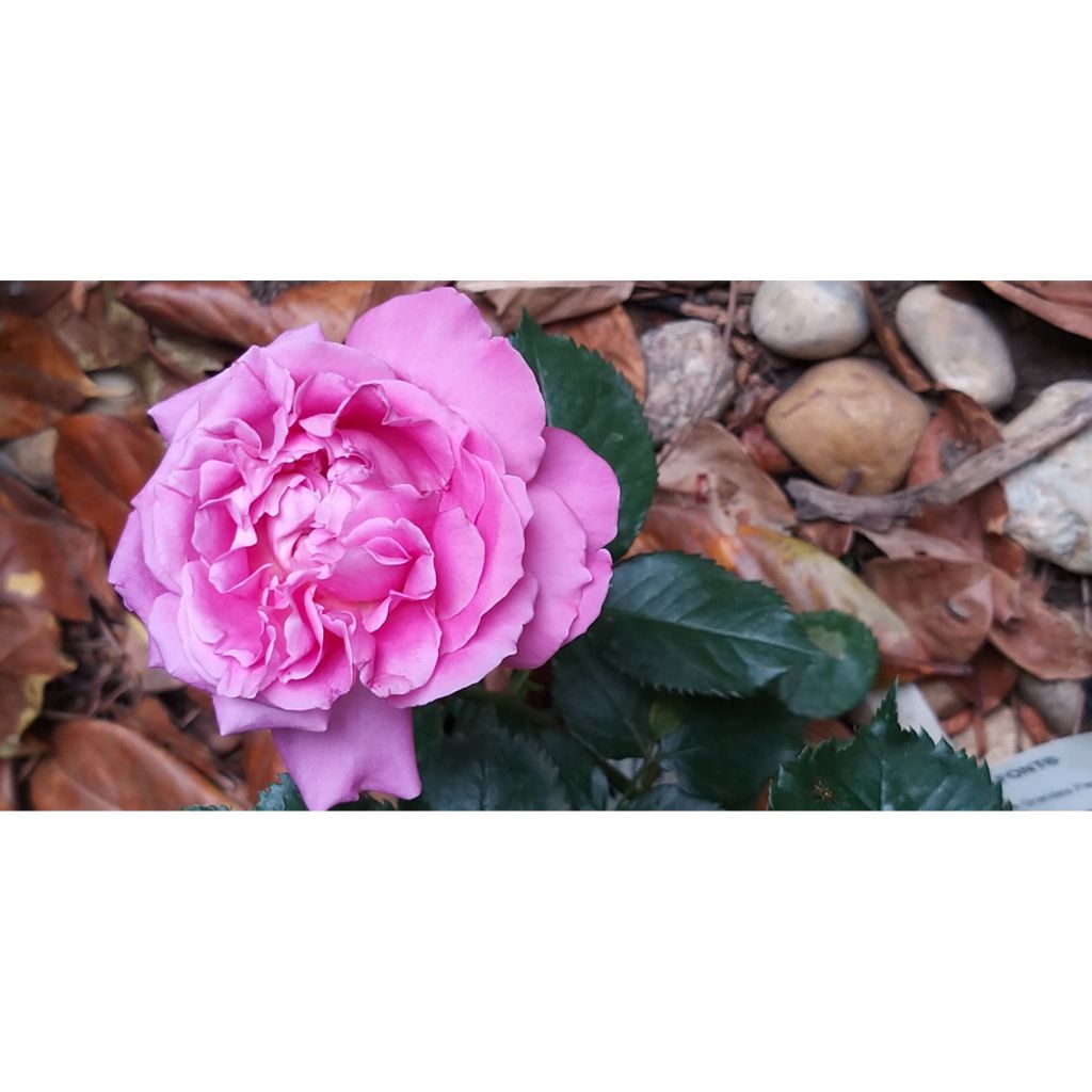 Rosier à grandes fleurs Bernadette Lafont 