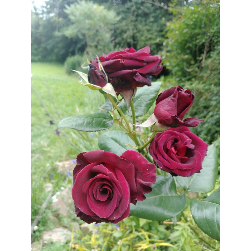 Rosier à grandes fleurs Black Baccara