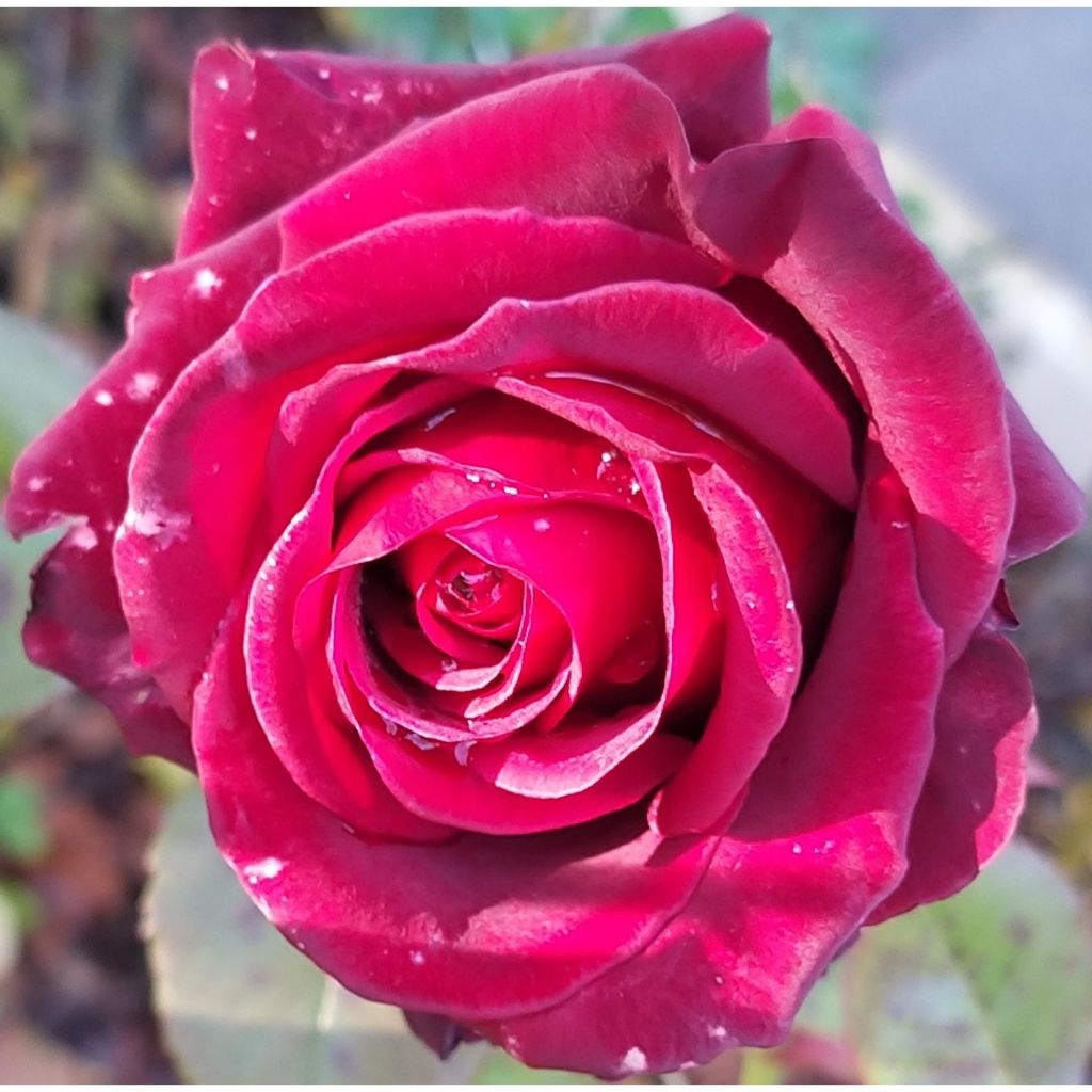 Rosier à grandes fleurs Black Baccara