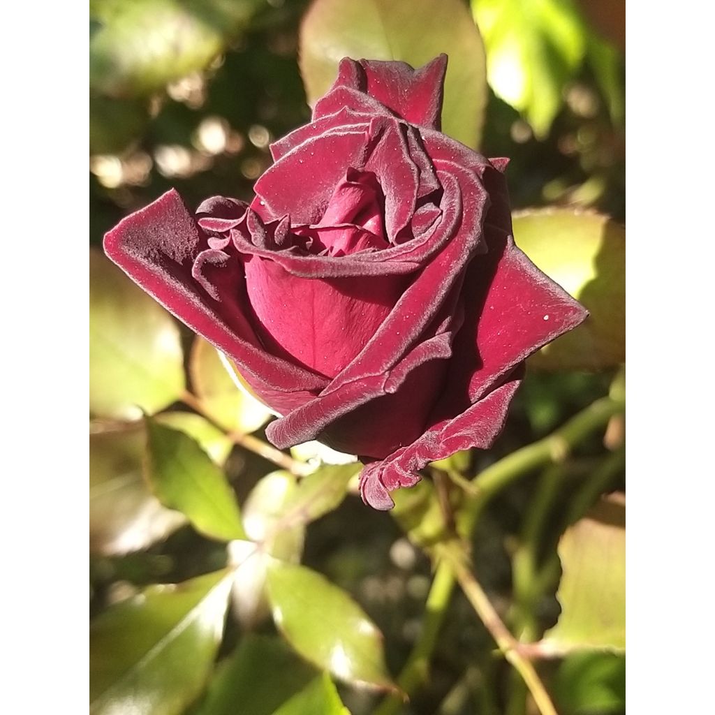 Rosier à grandes fleurs Black Baccara