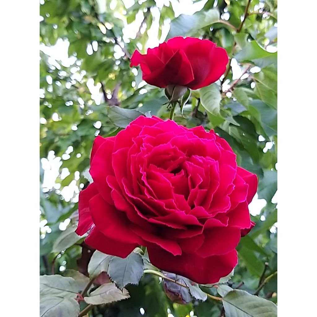 Rosier à grandes fleurs Botero