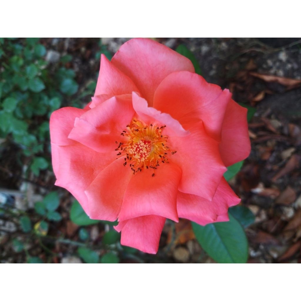 Rosier à grandes fleurs Catherine Deneuve