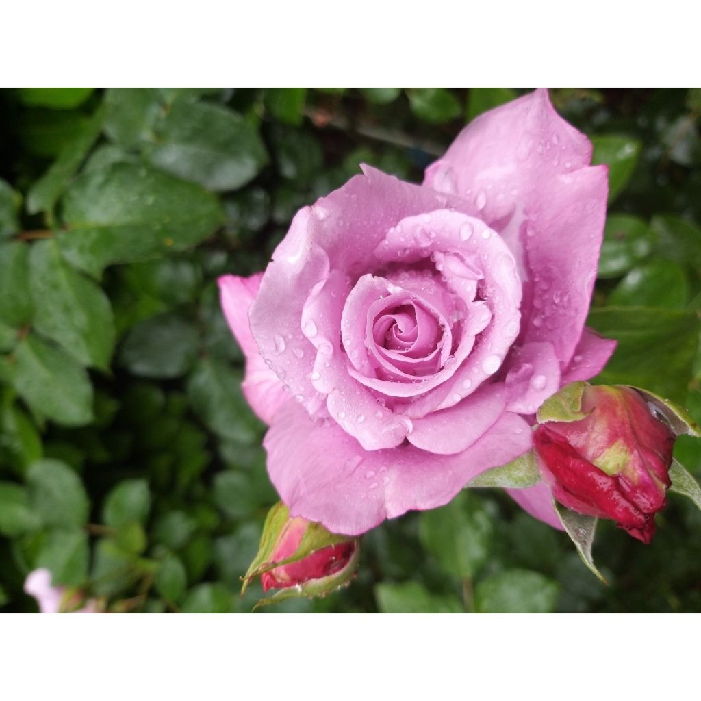 Rosier à grandes fleurs Charles de Gaulle