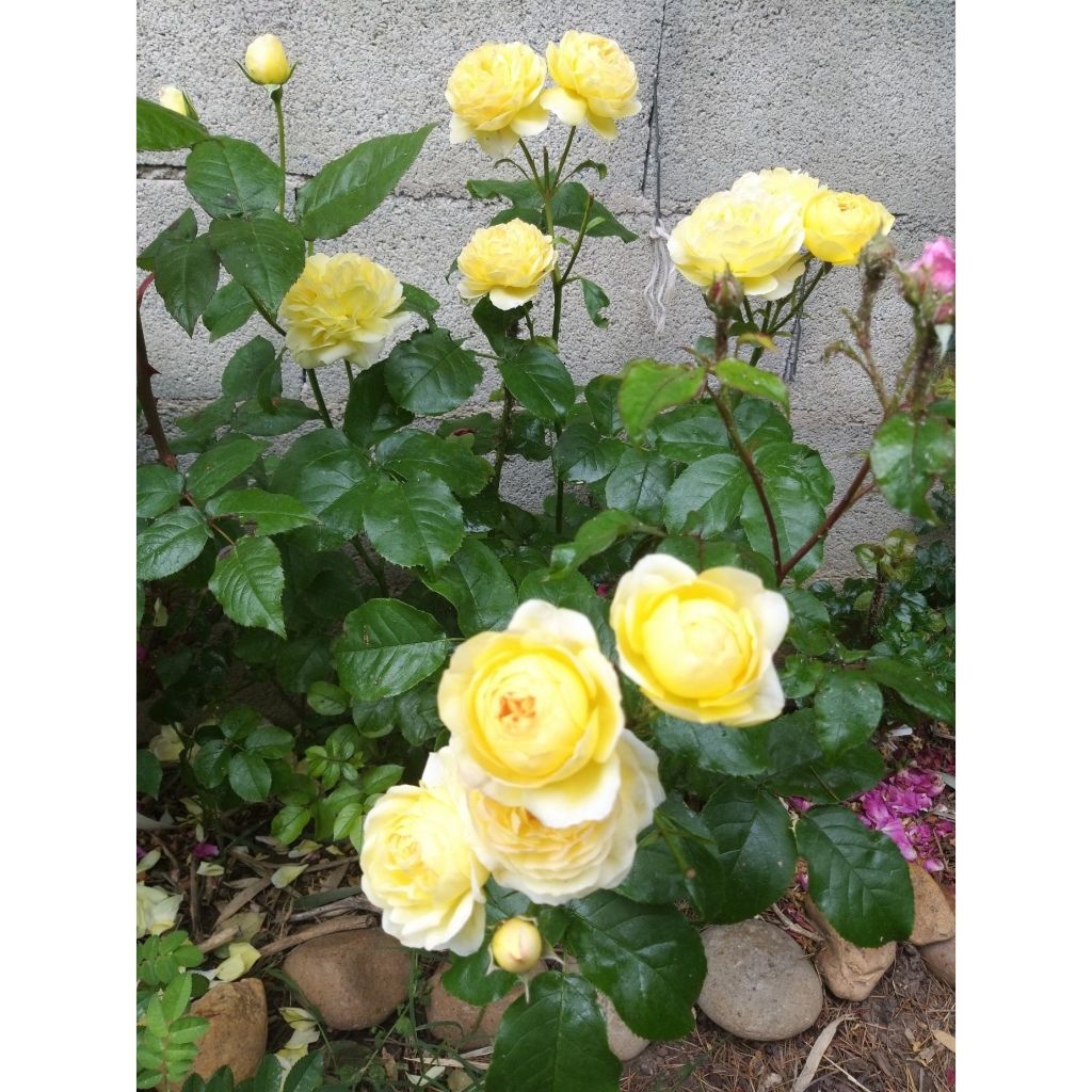 Rosier à grandes fleurs Château de Cheverny