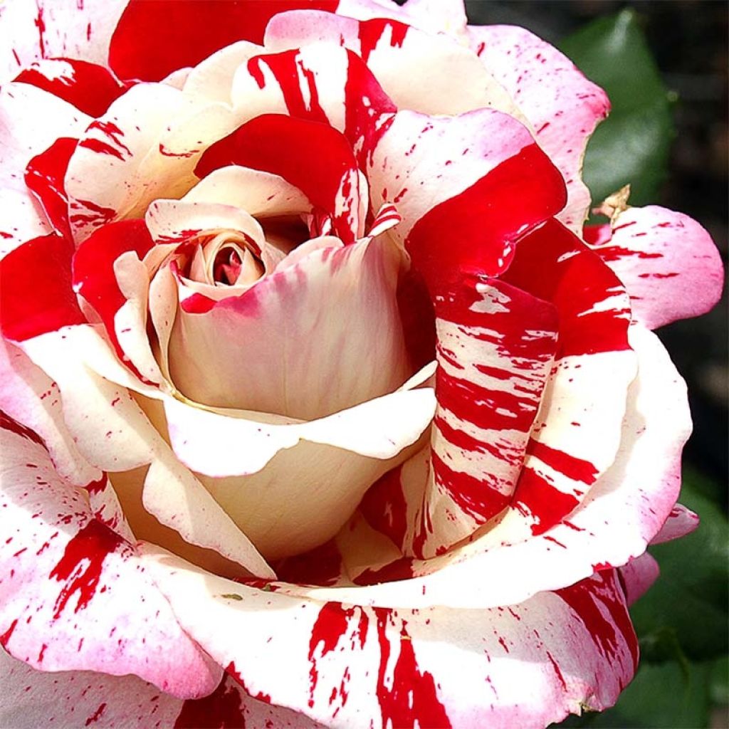 Rosier à grandes fleurs Coeur de Rockeur