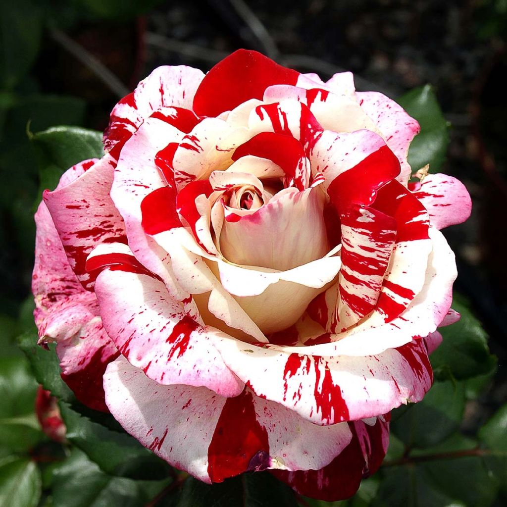 Rosier à grandes fleurs Coeur de Rockeur