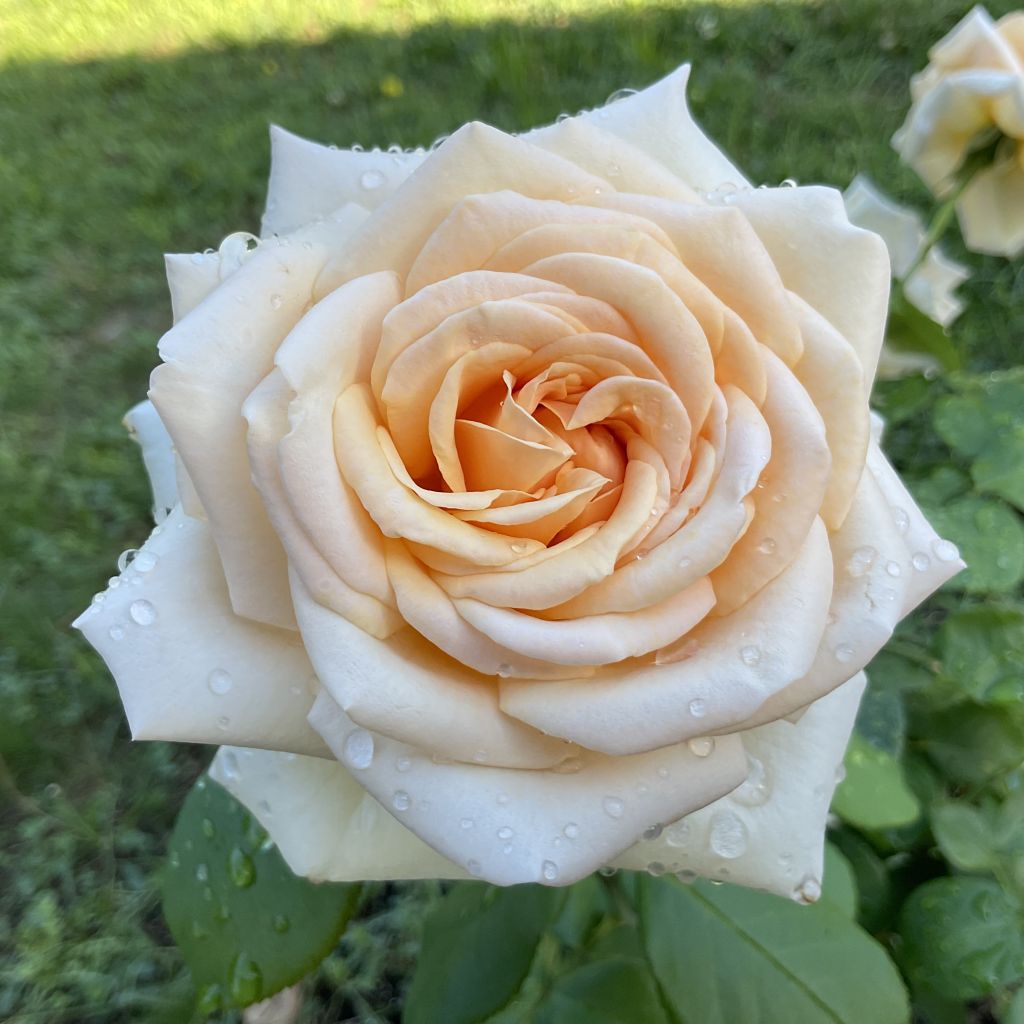 Rosier à grandes fleurs Courage