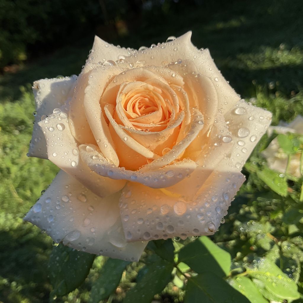 Rosier à grandes fleurs Courage