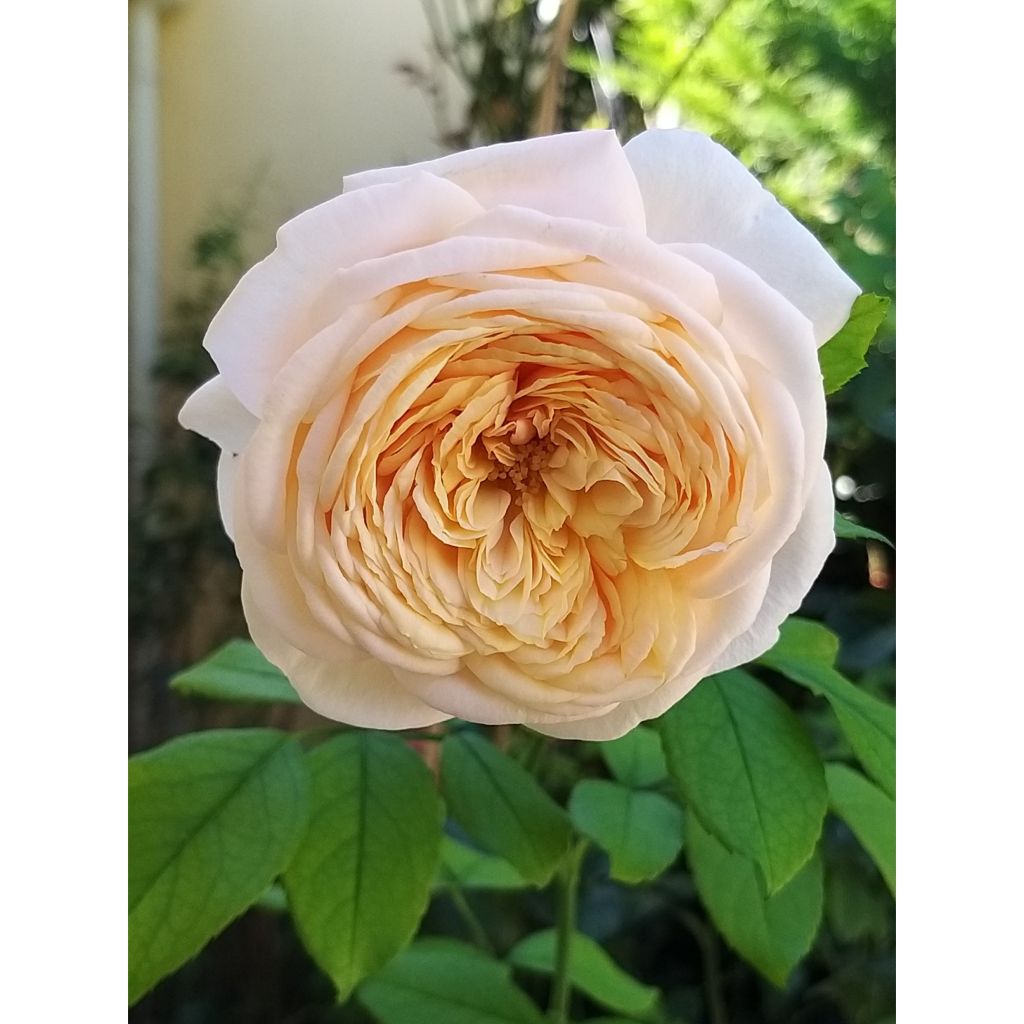 Rosier à grandes fleurs Domaine de Chantilly