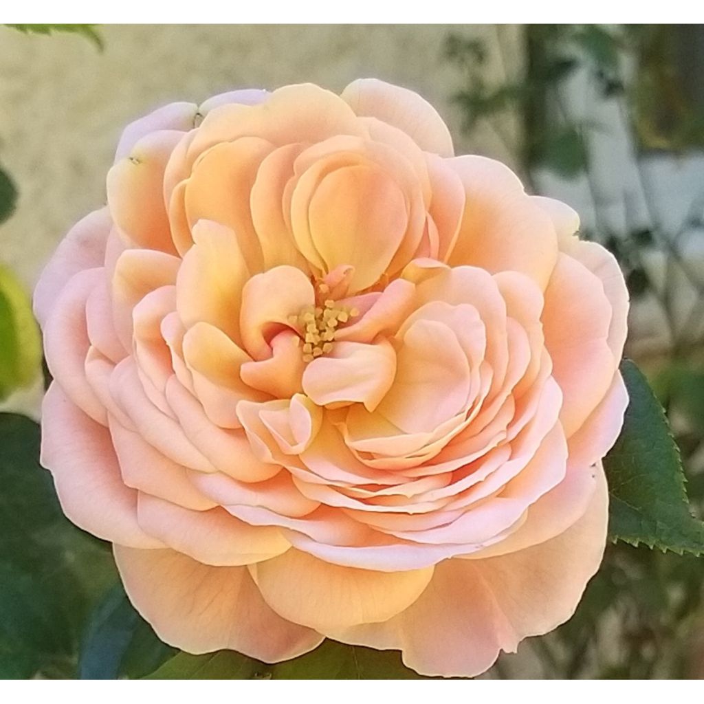 Rosier à grandes fleurs Domaine de Chantilly