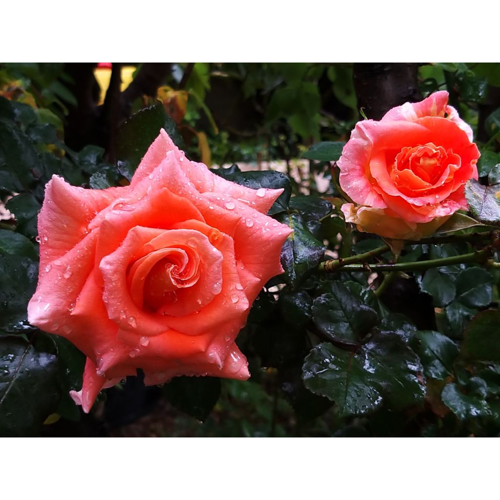 Rosier à grandes fleurs Eriko Takeda