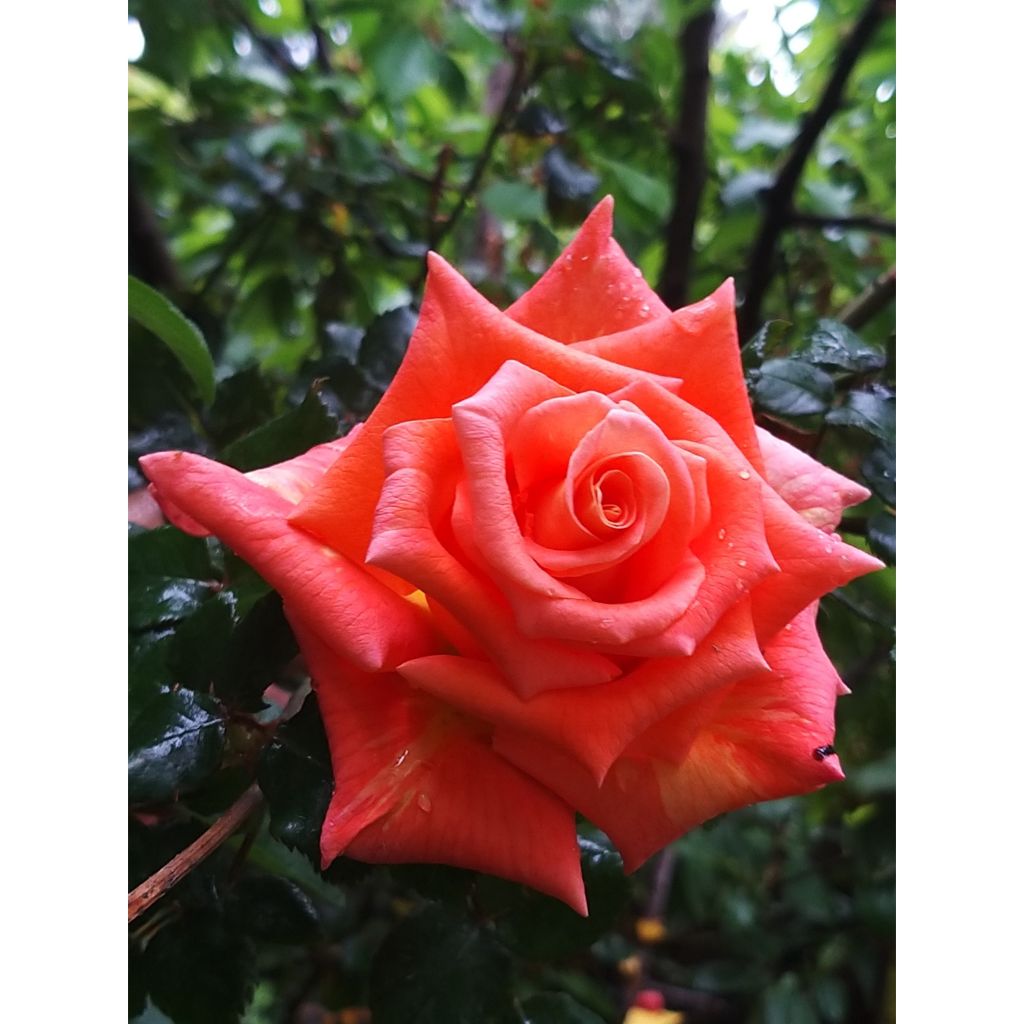 Rosier à grandes fleurs Eriko Takeda