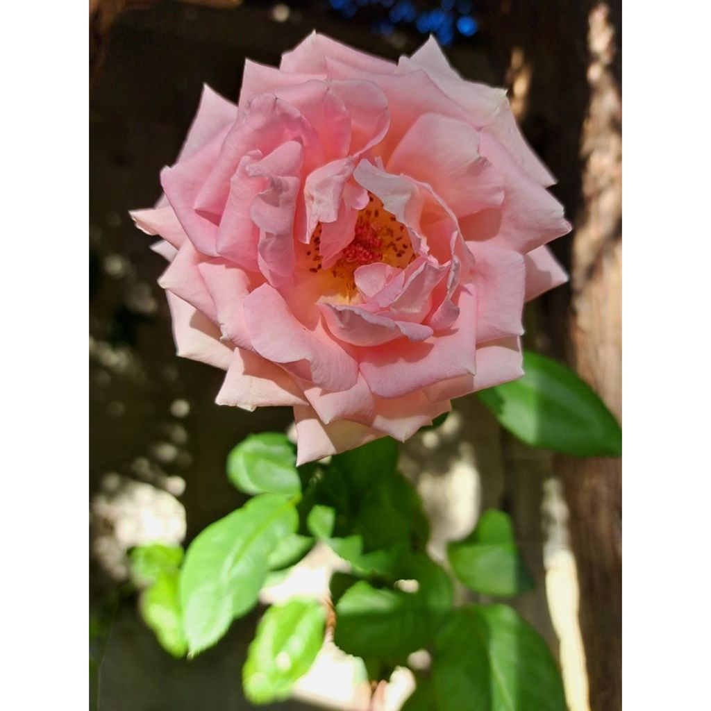 Rosier à grandes fleurs Gérard Depardieu