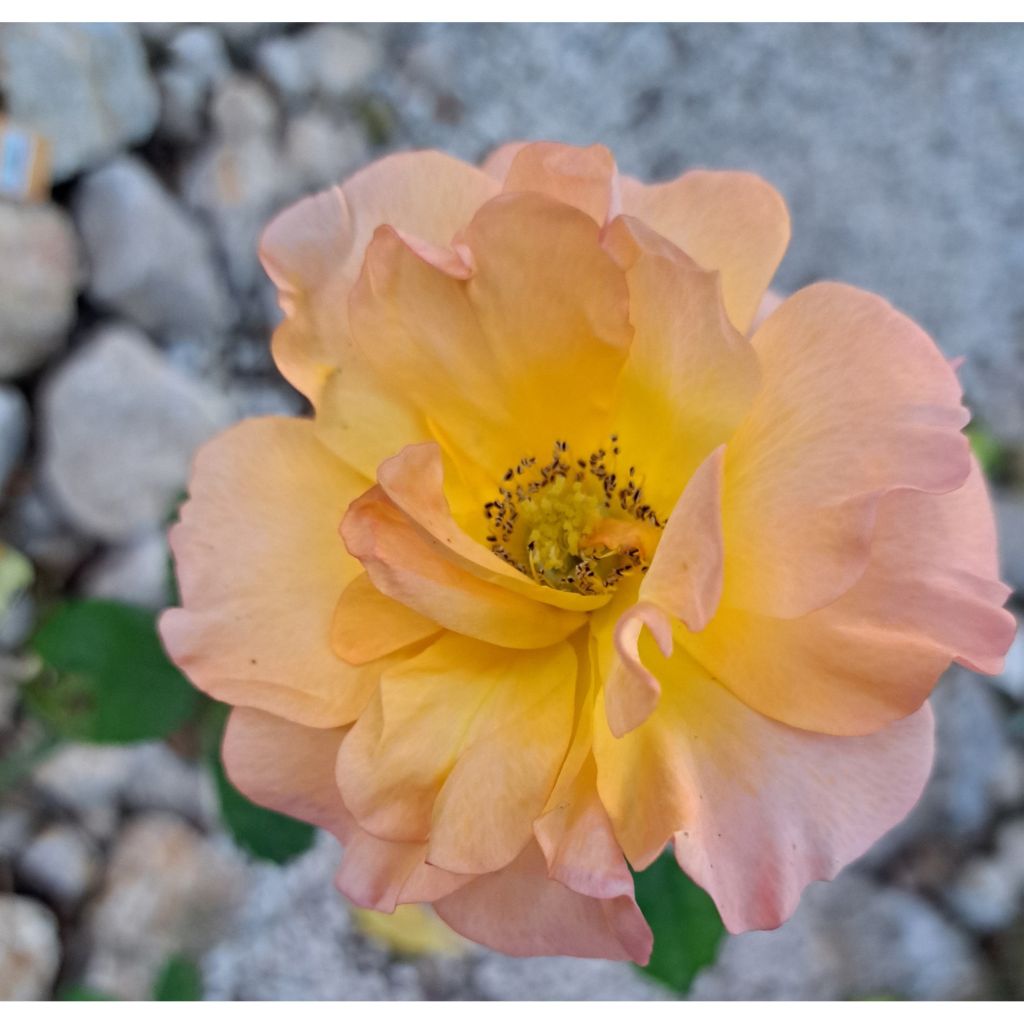 Rosier à grandes fleurs Ibiza