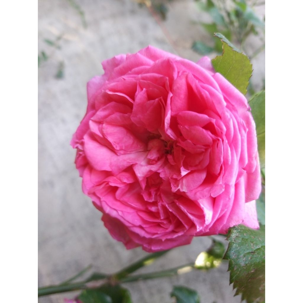 Rosier à grandes fleurs La Rose de Molinard