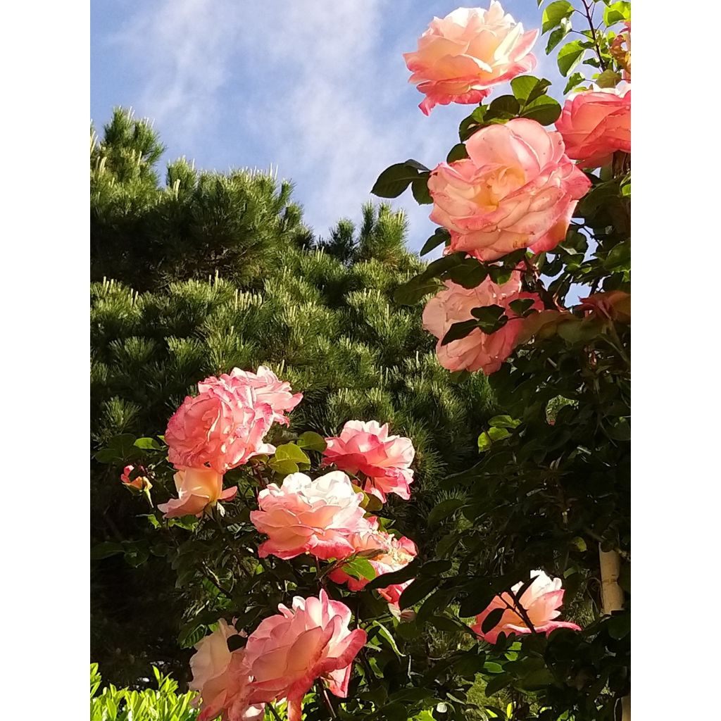 Rosier à grandes fleurs Laeticia Casta